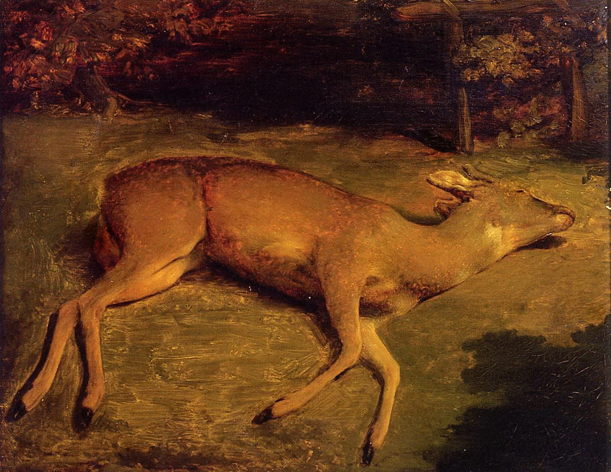 31-cervo morto  